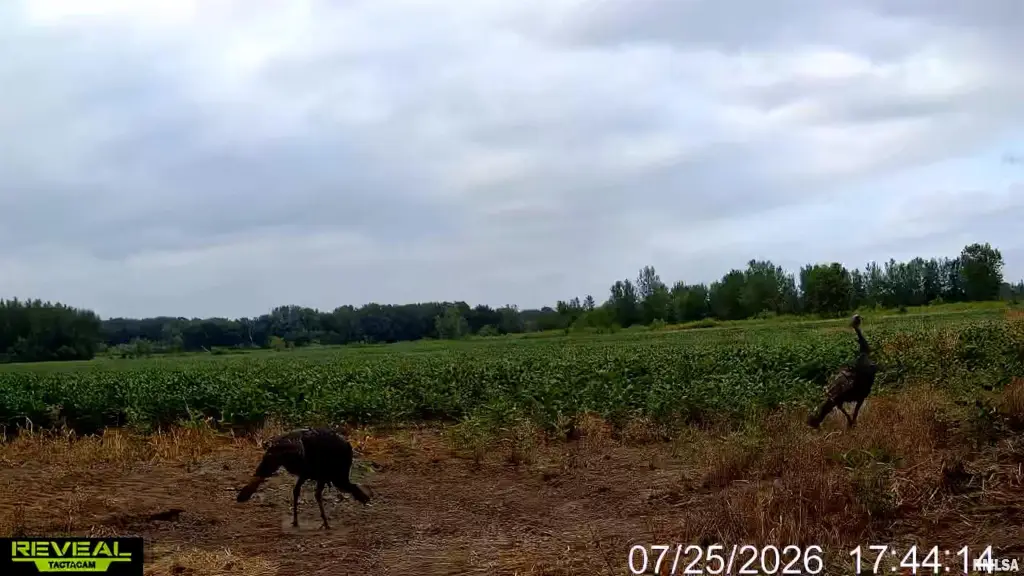 Picture 34