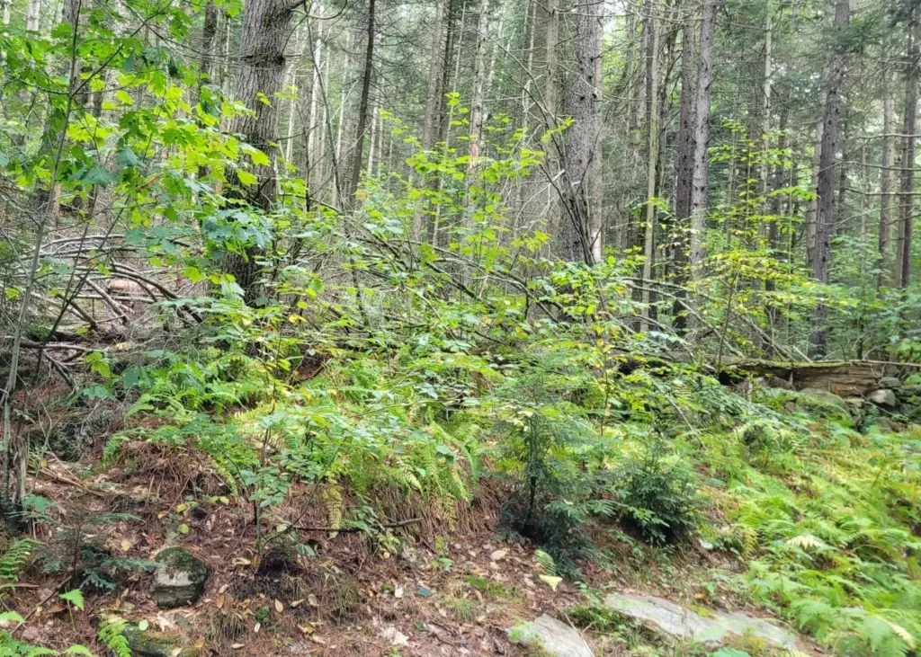 Picture 9
