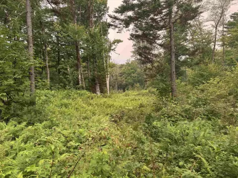 Wooded Residential Development Land