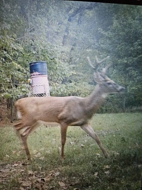 Picture 39