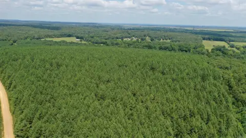 280 Acres of Tall Pines