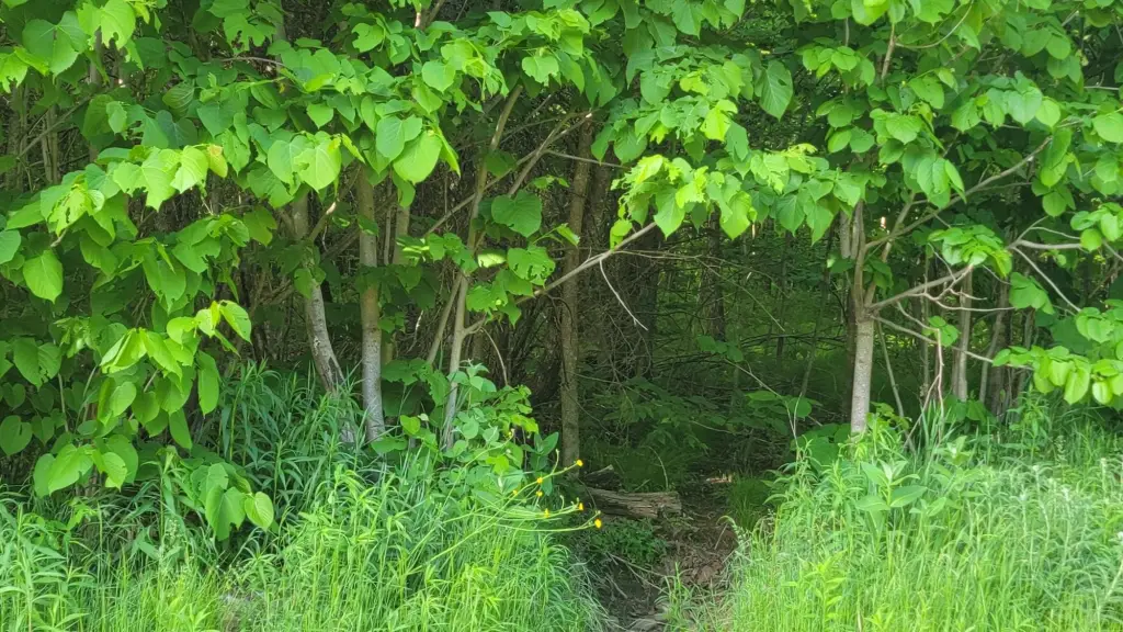 Picture 8