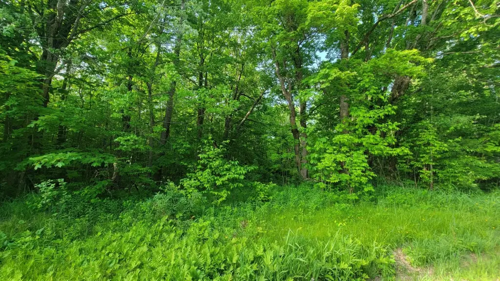 Picture 5