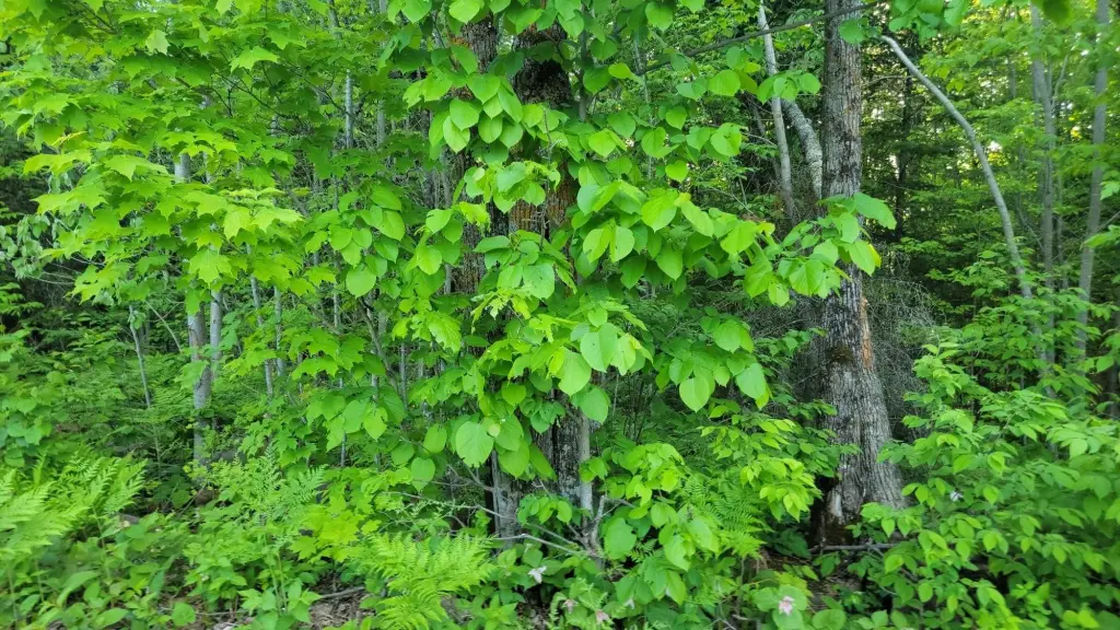 Picture 5