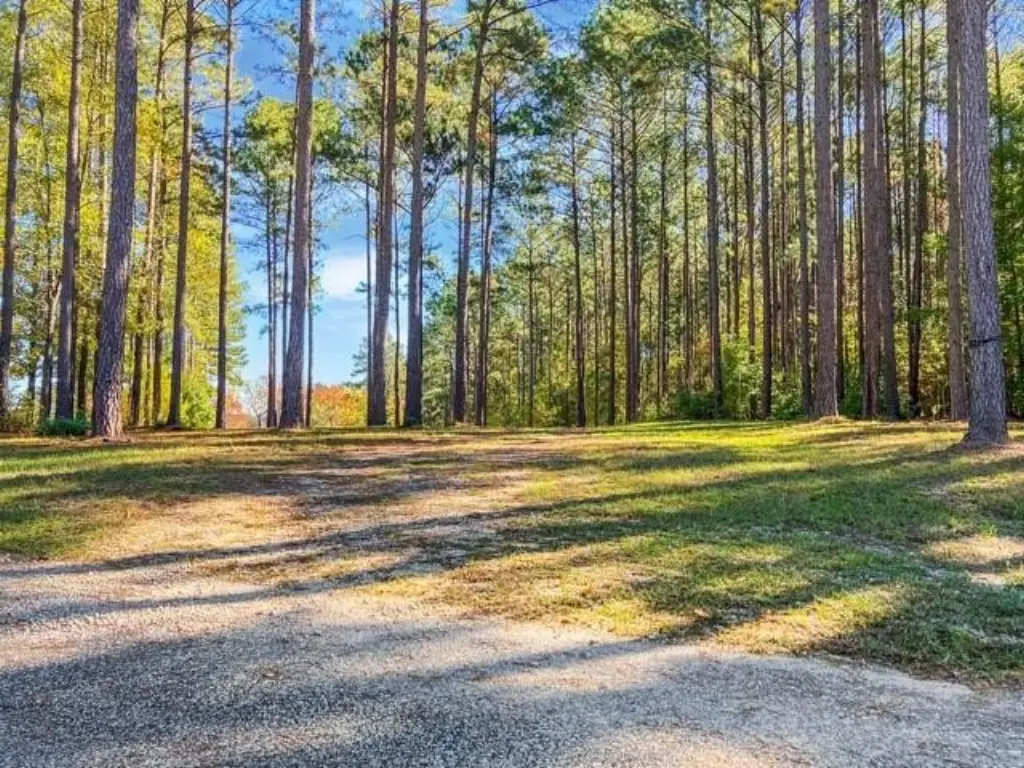 Picture 8