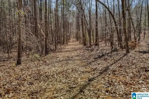 20-Acre Hunting and Homesite Land