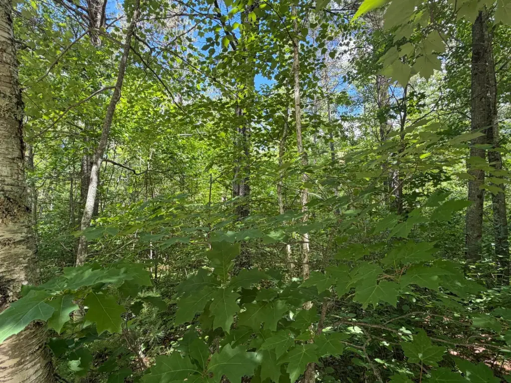 Picture 6