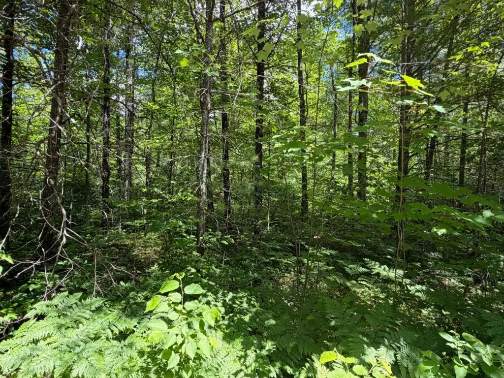 Picture 4