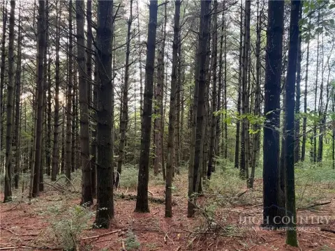 Wooded Unrestricted Land Tract