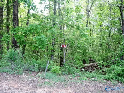 Wooded Acre Lot Near Jasper