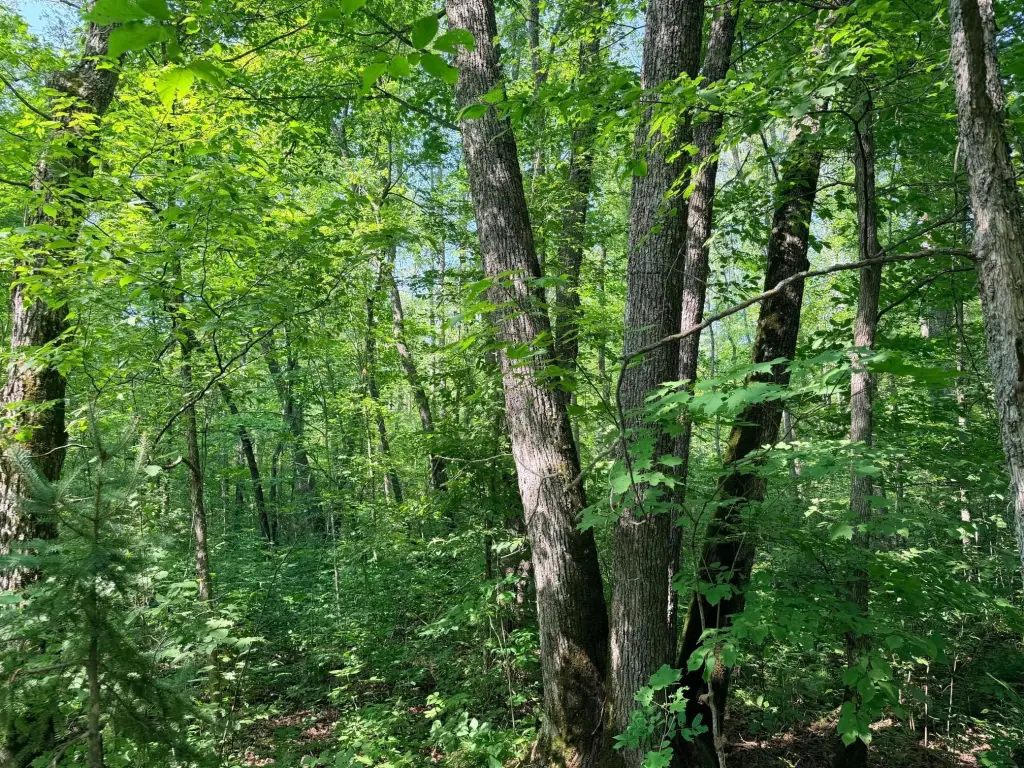 Picture 25
