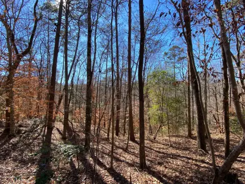 Hunting Land with Mature Timber
