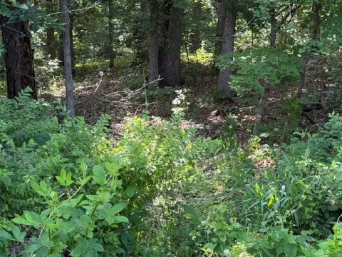 Bella Vista Building Lot