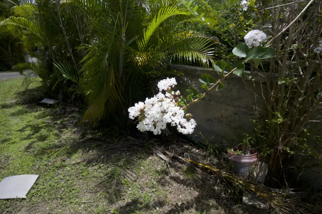 Picture 43