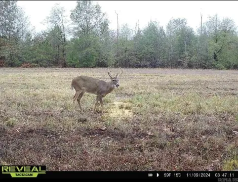 Hunting Land Near McRae, Arkansas