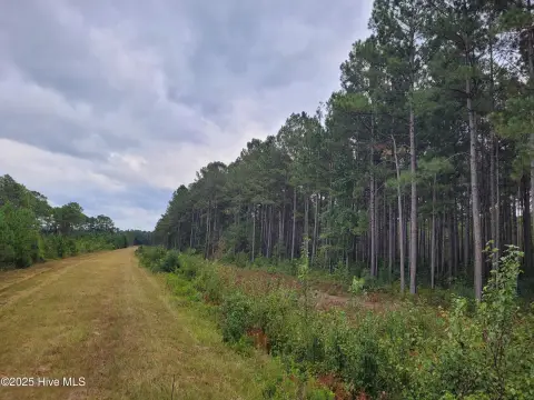58+ Acres of Timberland