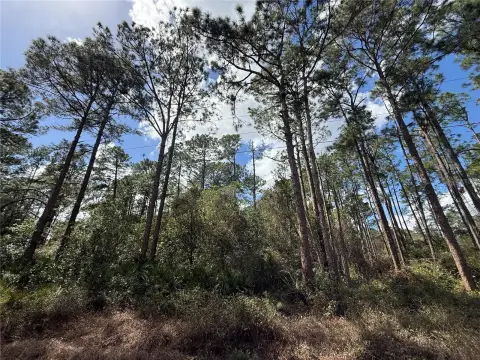 Forested Land in Royal Trails