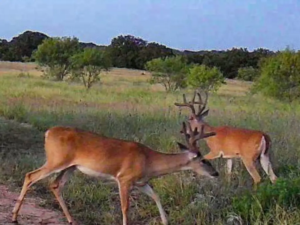 Picture 31