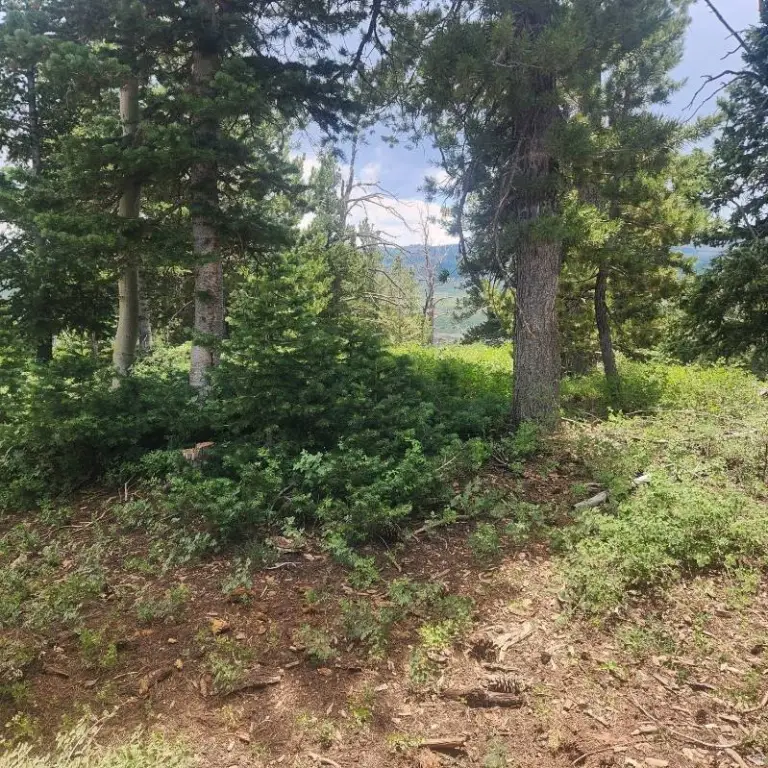 Picture 5