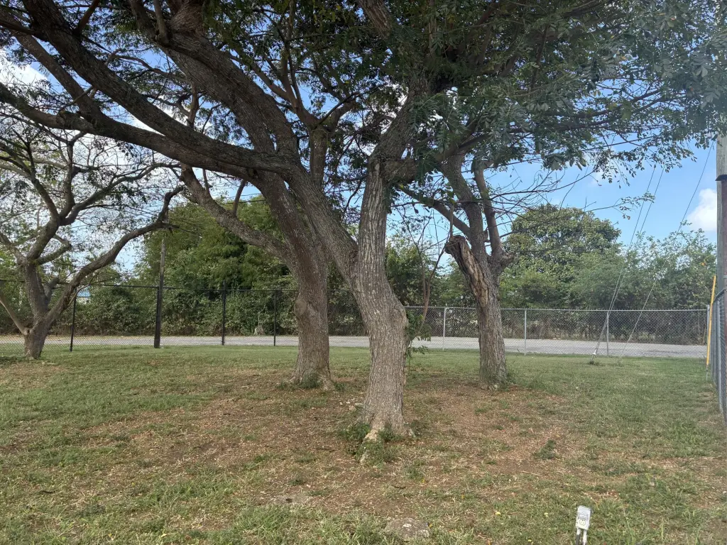 Picture 5