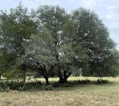 Hallettsville Acreage: Ideal Custom Home Site