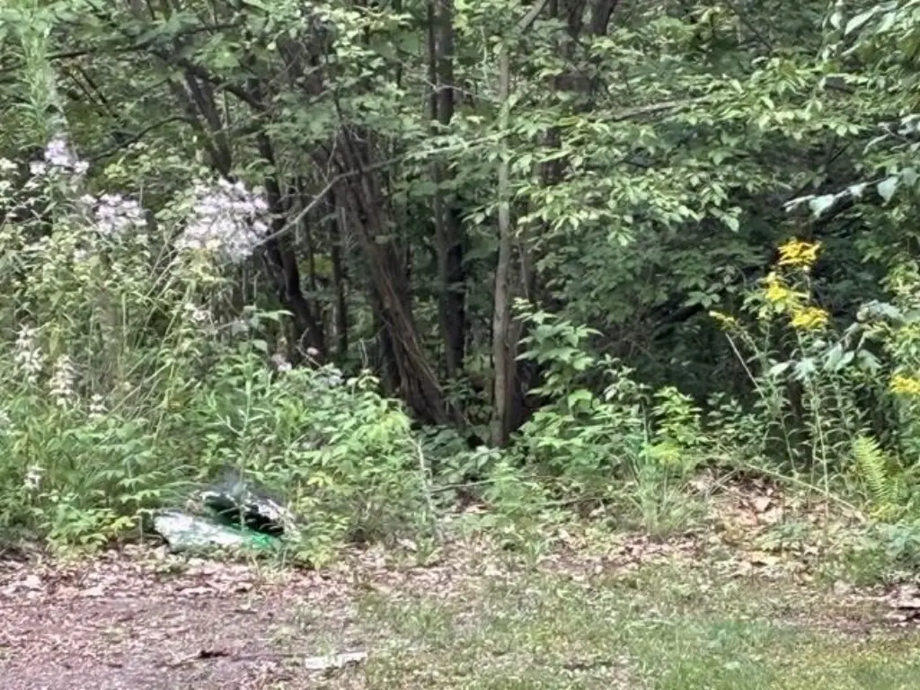 Picture 5