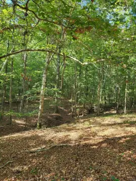 Hunting Land with Spring-Fed Creeks