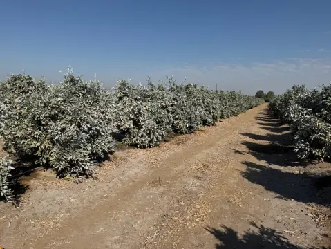 Mandarin Orchard Farm