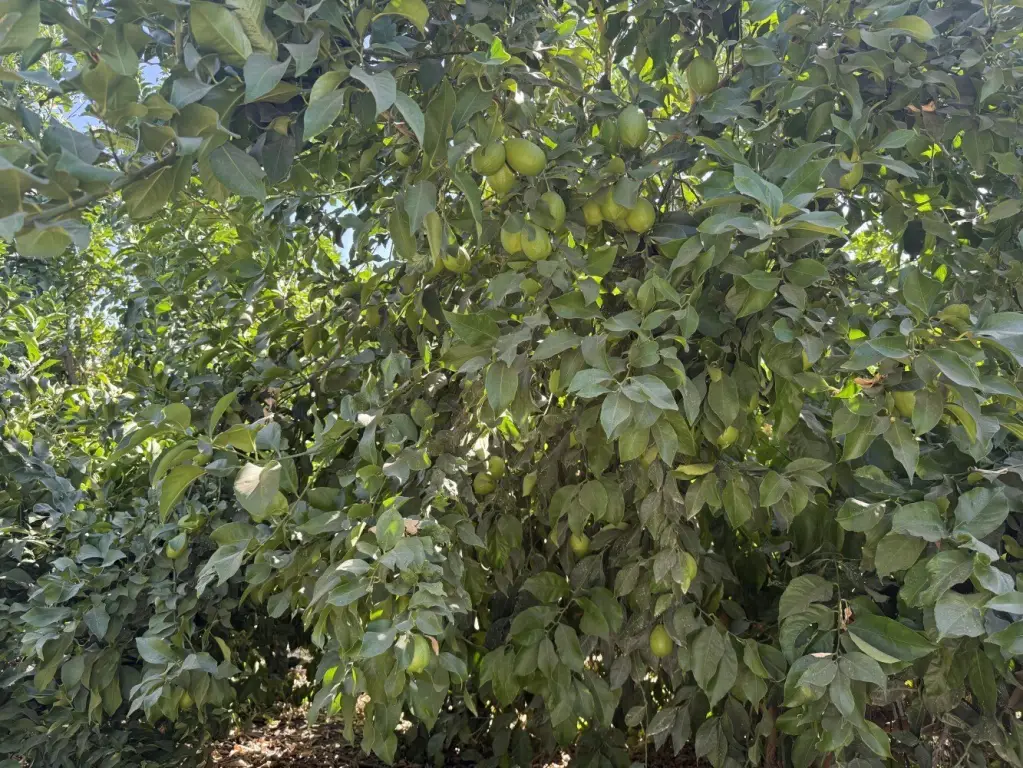 Picture 18
