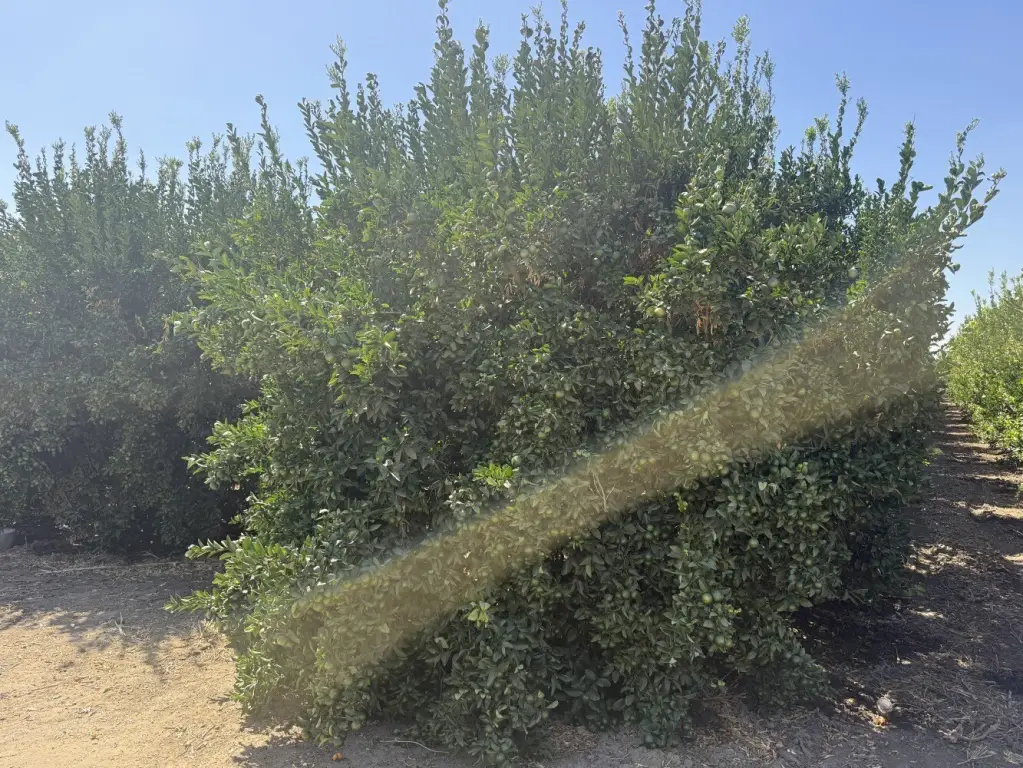 Picture 21
