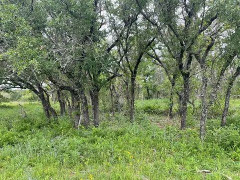 Hardwood-Rich Land Near Hamilton, TX