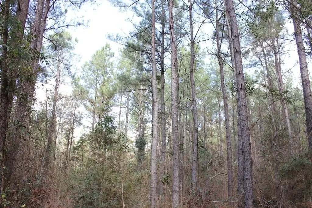 Picture 12
