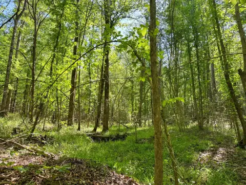 8 Acres Hunting Land, Gloster