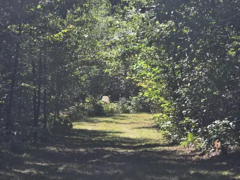Wooded Hunting Land With Trails