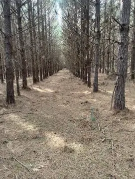 Pine Timber Recreational Land