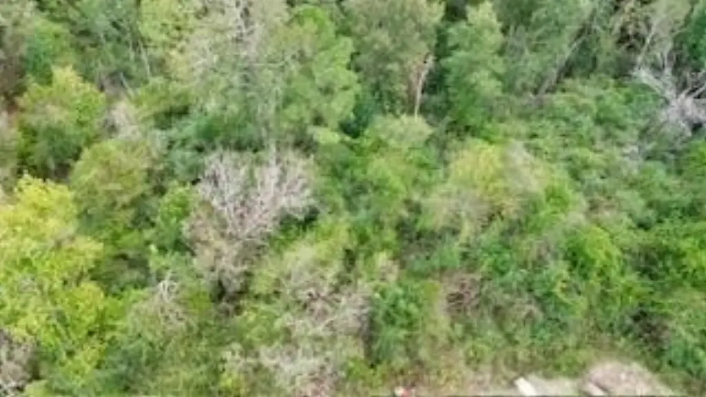 Picture 5