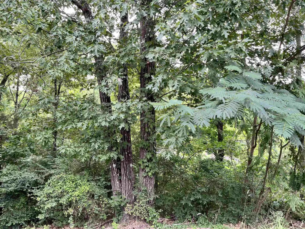 Picture 6