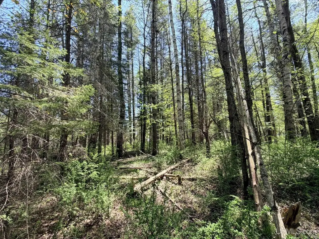 Picture 17
