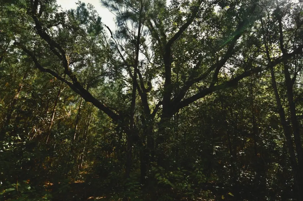 Picture 45