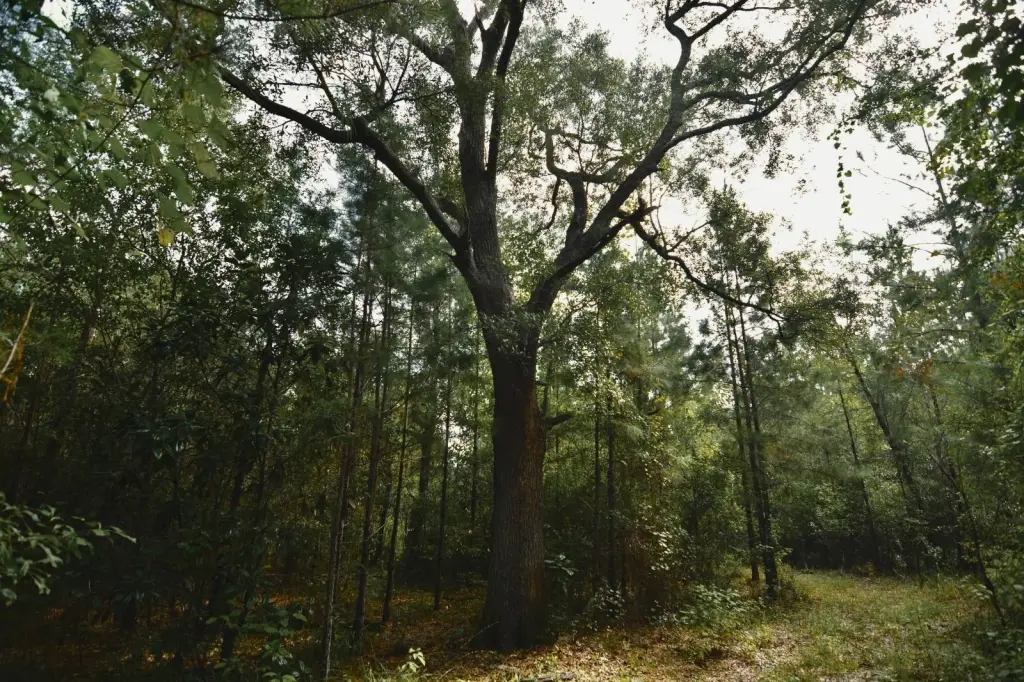 Picture 47