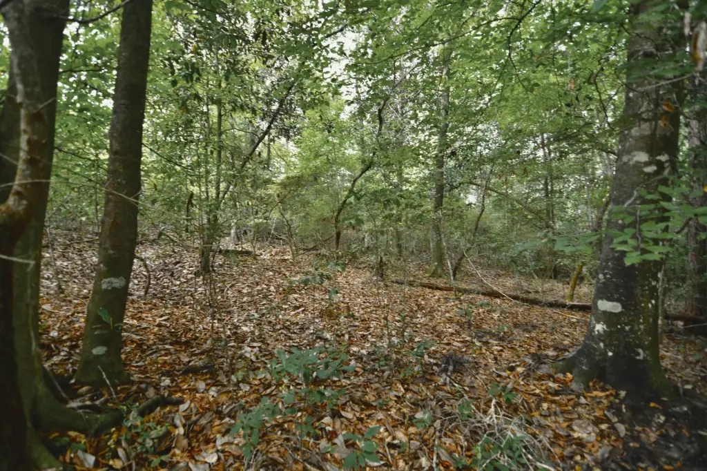 Picture 31