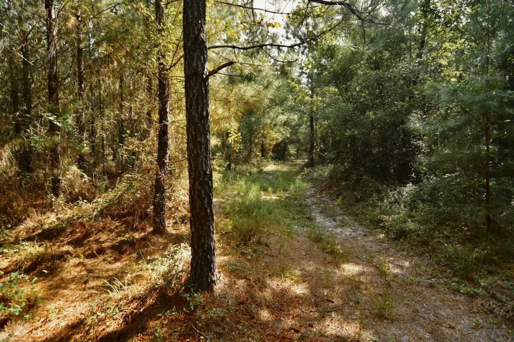 Picture 43