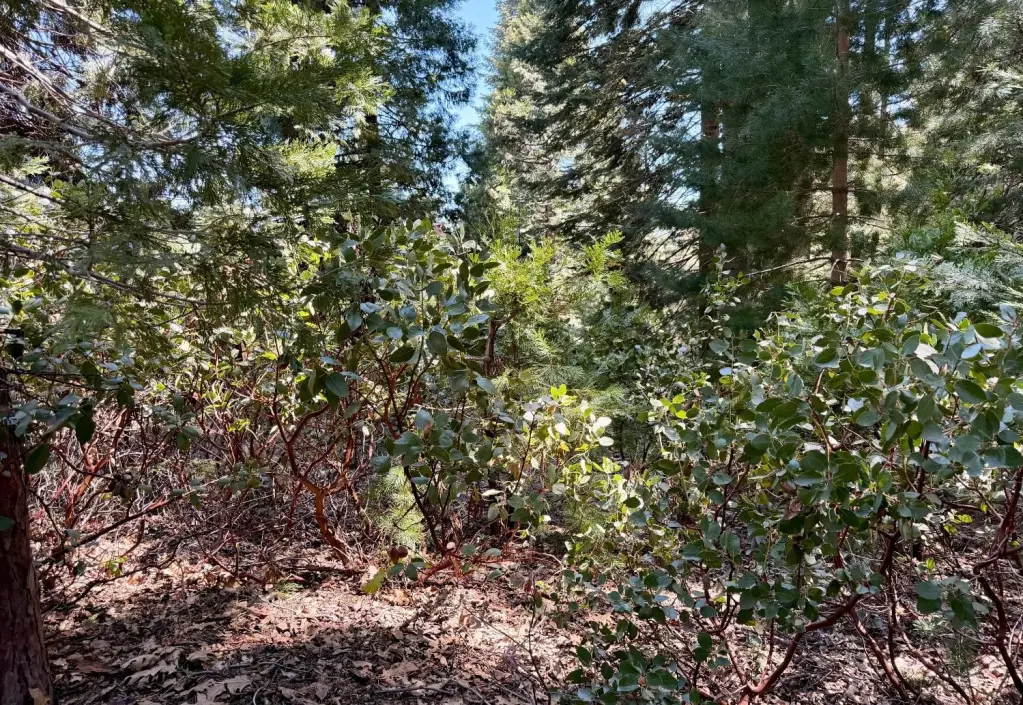 Picture 5