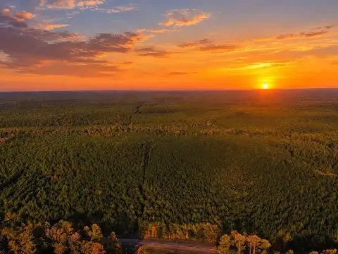 Agricultural Land with Pine Plantation