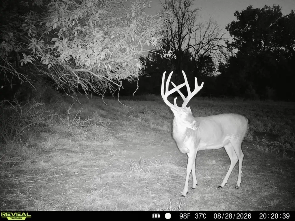 Picture 5
