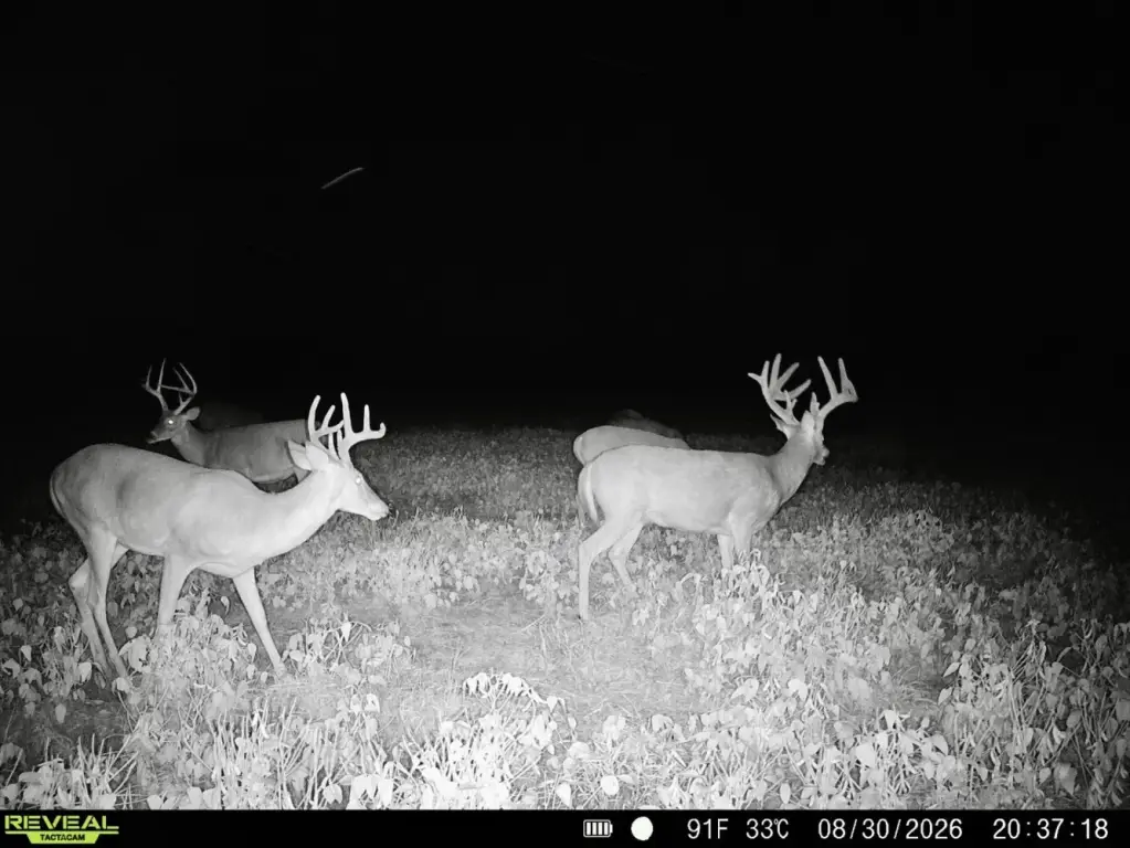Picture 17