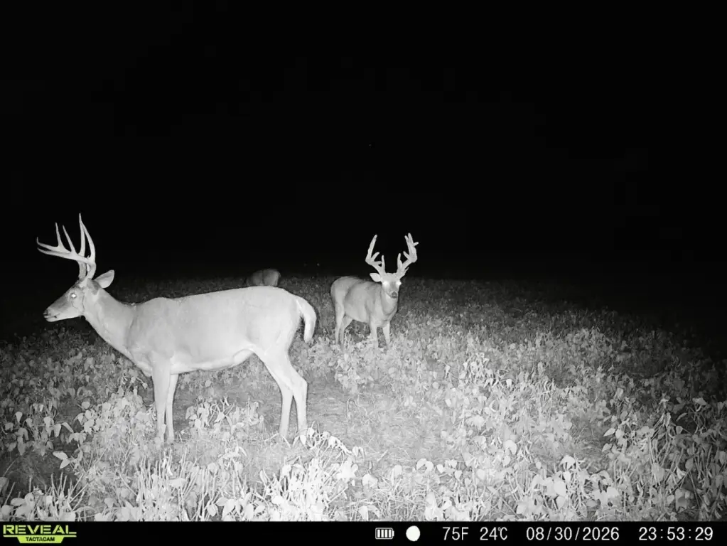 Picture 12
