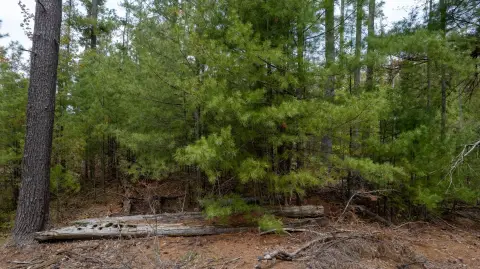 Wooded Waterfront Acreage
