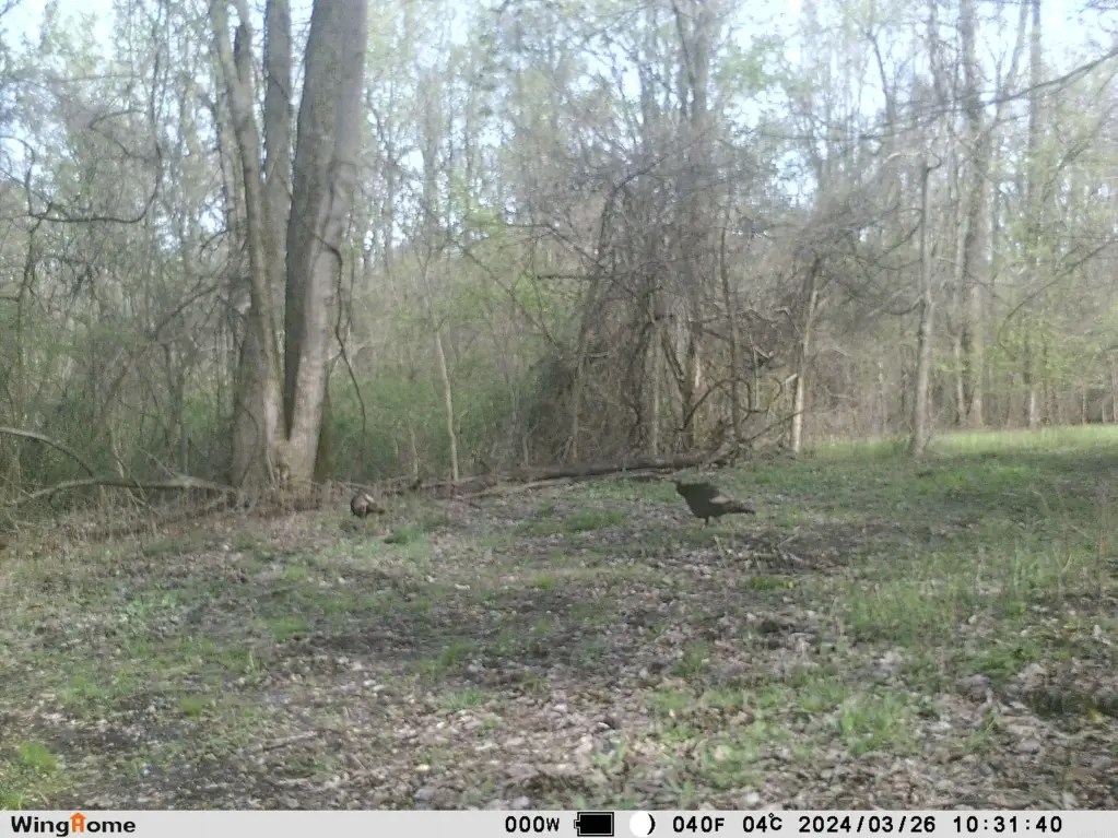 Picture 37