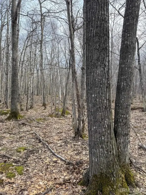 Picture 8
